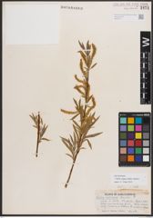 Foto von Salix exigua subsp. interior (Rowlee) Cronquist